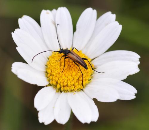 Réf. 197 895 : Stenurella bifasciata